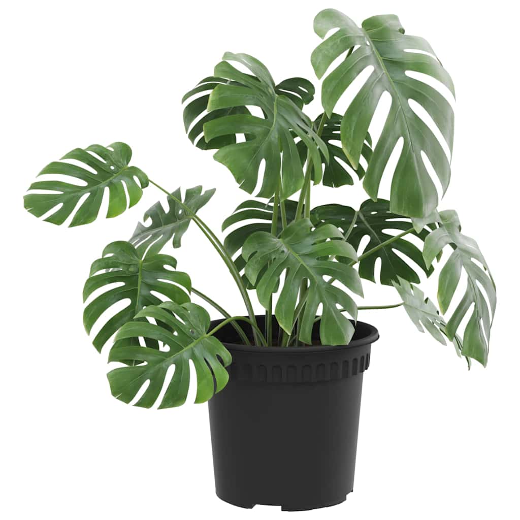 Rund Blomsterpotte 24 pcs Svart Ø 15 x 12 cm Plast