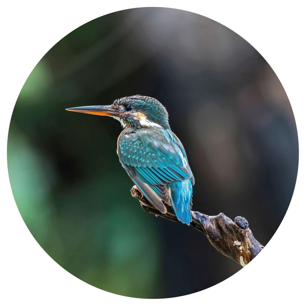 WallArt Tapetsirkel The Kingfisher 142,5 cm