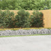 Buet gabion høybed 800x100x50 cm galvanisert jern