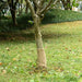 Juterull 0,25x5 m 100% jute 200 gsm