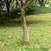 Juterull 0,25x10 m 100% jute 200 gsm
