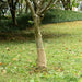 Juterull 0,25x50 m 100% jute 200 gsm