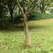 Juterull 0,25x100 m 100% jute 200 gsm