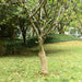 Juterull 0,5x10 m 100% jute 200 gsm