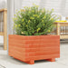Plantekasse voksbrun 40x40x26,5 cm heltre furu