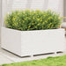 Plantekasse hvit 100x100x49,5 cm heltre furu