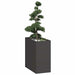 Plantekasse svart 40x80x80 cm stål