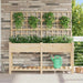 Hageblomsterpotte Beige 161 x 46 x 152,5 cm Massiv Furu Tre