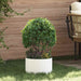 Plante ring 5 pcs Hvit 30 x 30 x 20 cm Kaldvalsestål