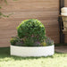 Plante ring 5 pcs Hvit 80 x 80 x 12 cm Kaldvalsestål