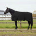 Hestepledd Svart 125 cm Polyester