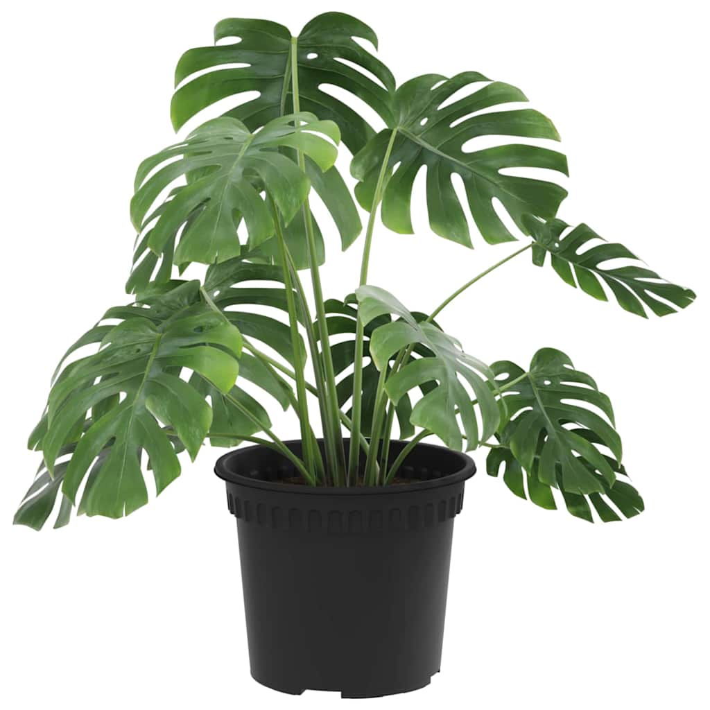 Rund Blomsterpotte 6 pcs Svart Ø 12,5 x 10 cm Plast