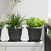 Rundt Blomsterbrett 6 pcs Svart Ø 17,5 x 2 cm Plast