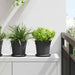 Rundt Blomsterbrett 24 pcs Svart Ø 15,5 x 2 cm Plast
