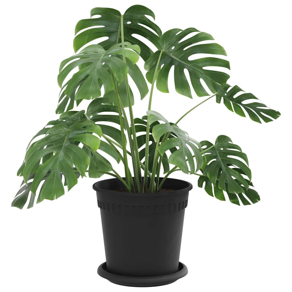 Plantepotter 6 pcs Svart Ø 17 x 14 cm Plast