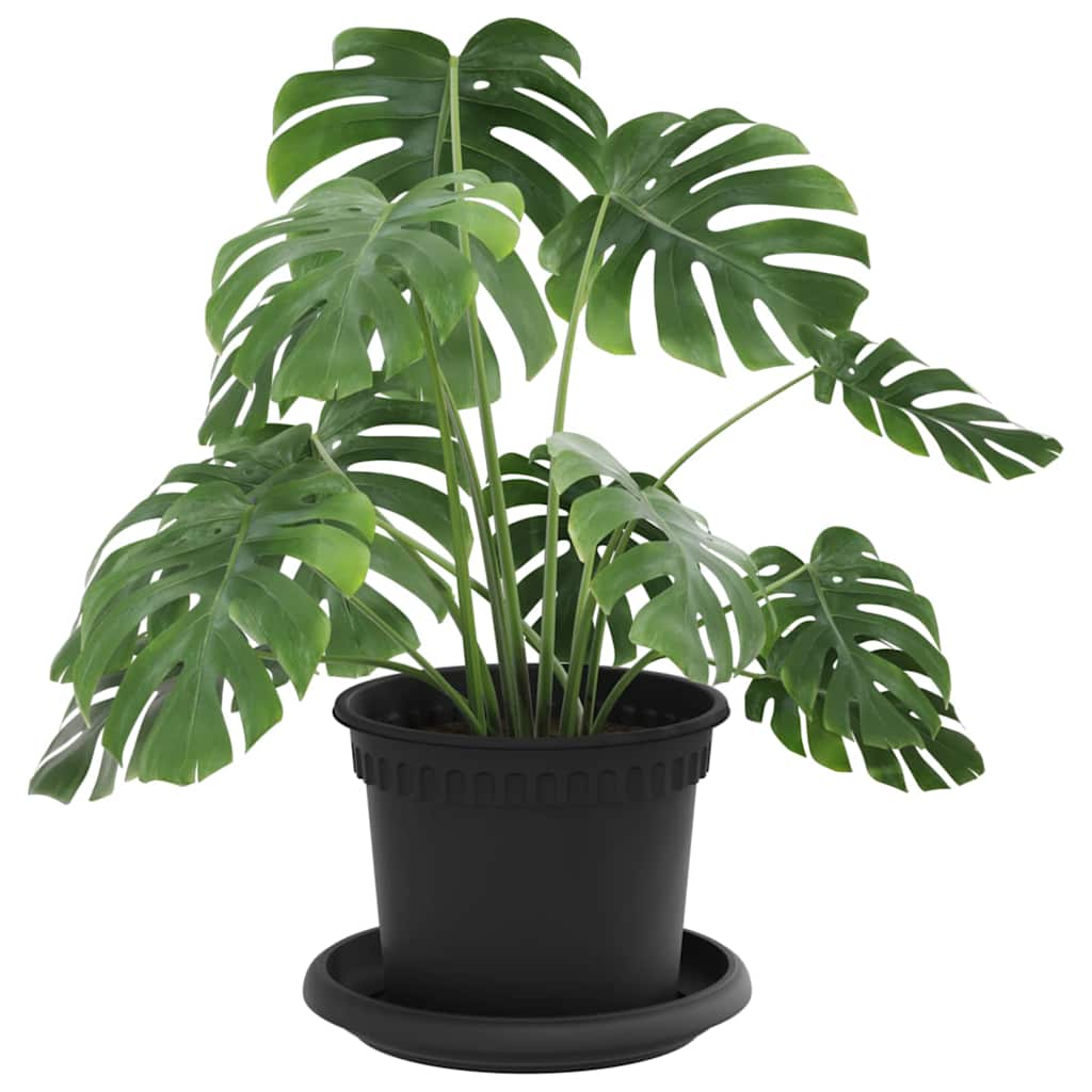 Plantepotter 24 pcs Svart Ø 12,5 x 10 cm Plast