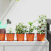 Rund Blomsterpotte 100 pcs Terrakotta Ø 10 x 8 cm Plast