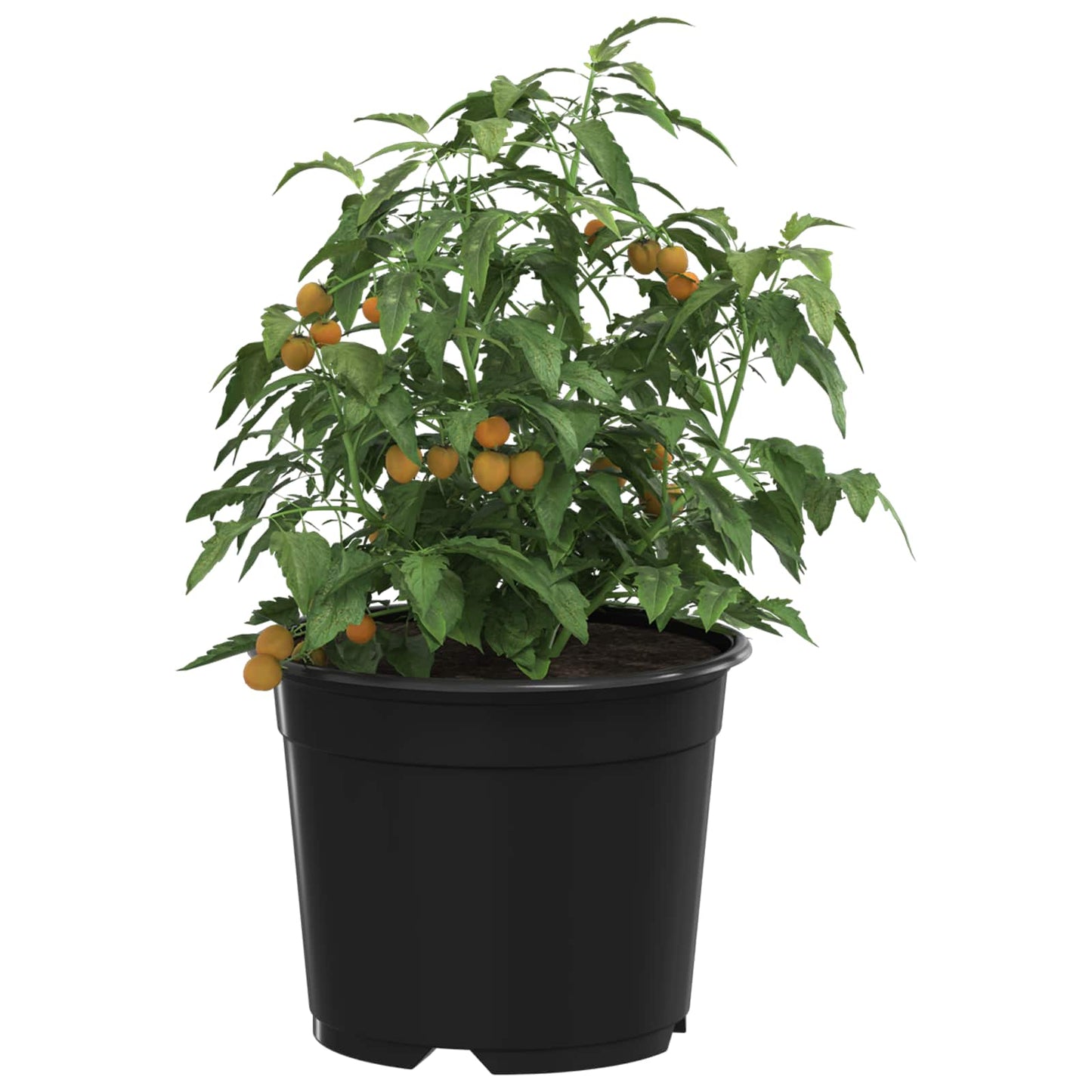 Rund Blomsterpotte 50 pcs Svart Ø 10 x 8 cm Plast