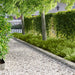 Gjerdekant 20 pcs 100 x 20 cm Stål Sølv